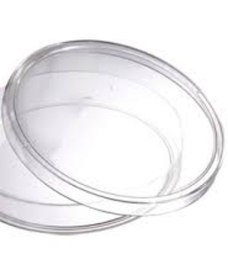 Petri Dishes